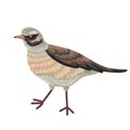 Thrushes, Turdus genus of birds of family of Drozdov of passerine group. Vector illustration