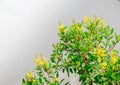 Thryallis are blooming with little golden flower(Galphimia glauca) Royalty Free Stock Photo