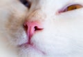 Thsi white cat nose Royalty Free Stock Photo