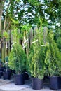 Thui tree seedlings grown in gardening containers Royalty Free Stock Photo