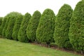 Thuja Royalty Free Stock Photo