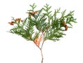 Thuja