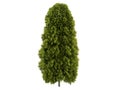 Thuja