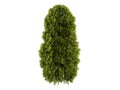 Thuja