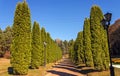 Thuja alley in park Kislovodsk