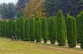 Thuja alley in park