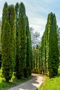 Thuja alley in park Kislovodsk