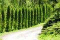 Thuja alley