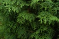 Thuja, Arar tree natural background Royalty Free Stock Photo