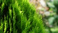 thuja. arbor vitae or thuja occidentalis a globe-shaped evergreen shrub in garden center - globe arborvitae