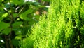 thuja. arbor vitae or thuja occidentalis a globe-shaped evergreen shrub in garden center - globe arborvitae