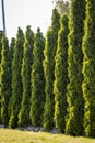 Thuja is a beautiful coniferous plant