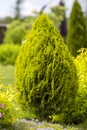 Thuja brabant thuja occidentalis thuja plicata arborvitae ball close-up. Royalty Free Stock Photo