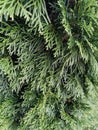 Thuja branch closeup, evergreen