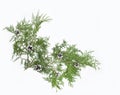 Thuja branch with cones isolated on white background. Christmas concept. Royalty Free Stock Photo