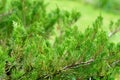 thuja branch coniferous plant close-up