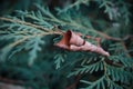 Thuja branch with dry autumn leaf