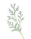 Thuja branch isolated on white background. Watercolor illustration.