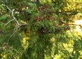 Thuja branch in the park in autumn with brown cones. Seeds Evergreen for the garden. Royalty Free Stock Photo