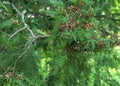 Thuja branch in the park in autumn with brown cones. Seeds Evergreen for the garden. Royalty Free Stock Photo