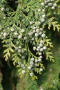 Thuja branch with tiny cones