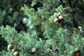 Thuja branches, cypress fruits close up photography. Blurred background.