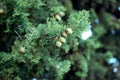 Thuja branches, cypress fruits close up photography. Blurred background.