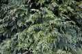 Thuja branches in a garden