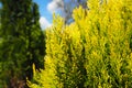 Thuja branches. Green and yellow needles. Thuja is a genus of gymnosperms of coniferous plants of the Cypress family Royalty Free Stock Photo