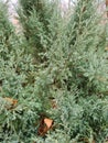 Thuja branches with raindrops Royalty Free Stock Photo