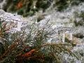 Thuja branches wrapped in ice