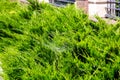 Thuja bush with spider web closeup.