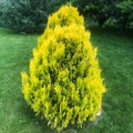 Thuja bush yellow on a green meadow Royalty Free Stock Photo