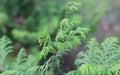 a thuja close up. thuja branch