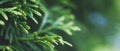 A thuja close up. the thuja branch background. banner