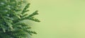 A thuja close up. the thuja branch background. banner
