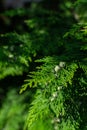 Thuja Coniferous bright flat green branches with soft needles and small bumps in warm sunset light