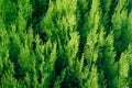 Thuja Coniferous Plant Texture