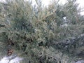 Thuja coniferous plant in winter