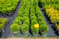 Thuja and cypresses potted plants for sale. Royalty Free Stock Photo