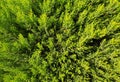 Thuja, decorative tree branches of shrub close-up, background of plant Royalty Free Stock Photo