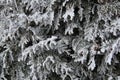 Thuja during the first frost. Frosted, white