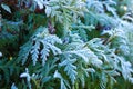 Thuja during the first frost. Frosted, white. Sunny morning