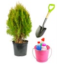 Thuja in a flower pot, a shovel and a set of fertilizers for growing conifers isolated on a white. Collage