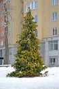 Thuja folded, variety Gelderland Thuja plicata Donn ex D. Don. General view of a plant in an urban landscape