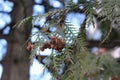 Thuja fruits adorn her branches