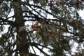 Thuja fruits adorn her branches Royalty Free Stock Photo