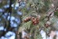 Thuja fruits adorn her branches