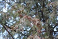 Thuja fruits adorn her branches Royalty Free Stock Photo