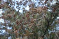 Thuja fruits adorn her branches